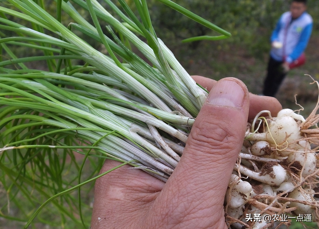 野韭菜和野蒜，这类野菜叫“野韭菜”还是大脑瓜