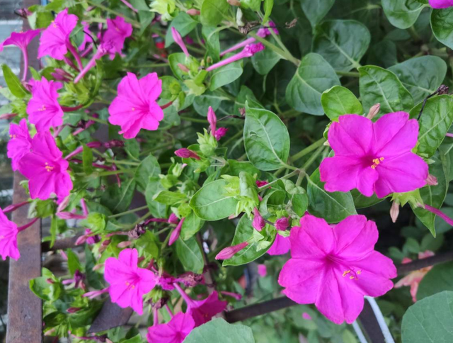 紫茉莉（紫茉莉花），农村院里的3种茉莉花（紫茉莉 茉莉）