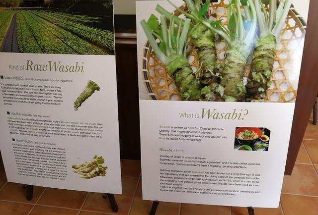 芥末为什么叫瓦萨比，瓦沙米是芥末吗（终于去了安昙野大王山葵农场）
