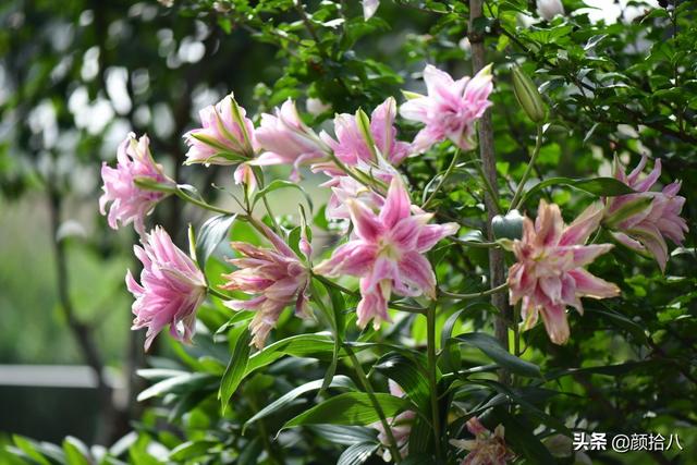 百合几月份开花，百合花什么时候开花（盛开在初夏的橙色花园）