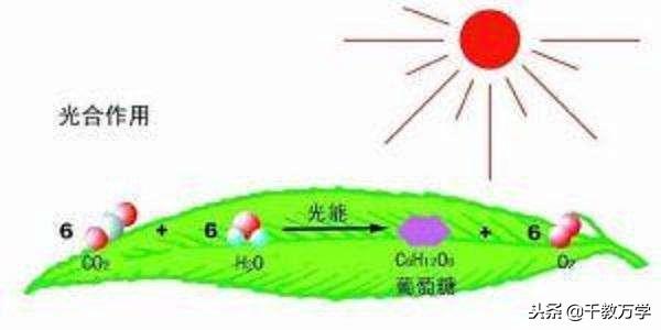 二氧化碳是有机物吗，二氧化碳的物理与化学性质及在生活中应用举例