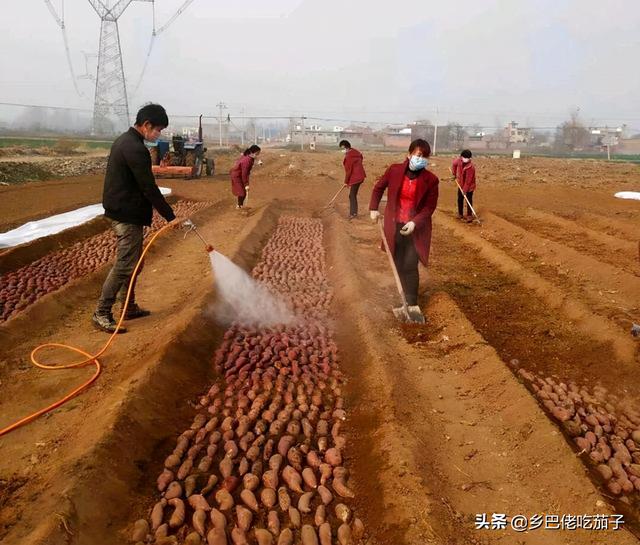 栽地瓜苗要怎么栽合适，栽地瓜苗要怎么栽合适图片（红薯种植要怎么育苗）