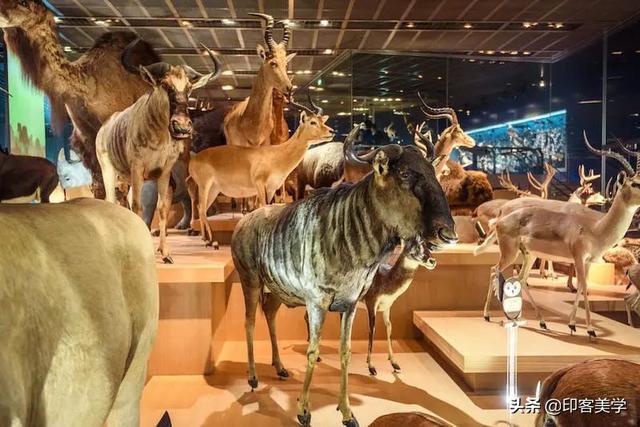 手不释卷的动物，手足之情的动物是什么生肖（世传王安石是獾转世投胎）