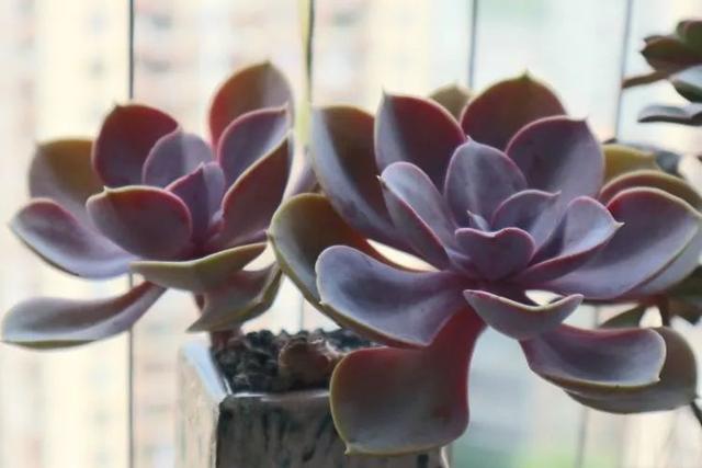 丸叶松绿怎么养，丸叶松绿的叶子可用来繁殖吗（养多肉，记名字，预防老年痴呆）