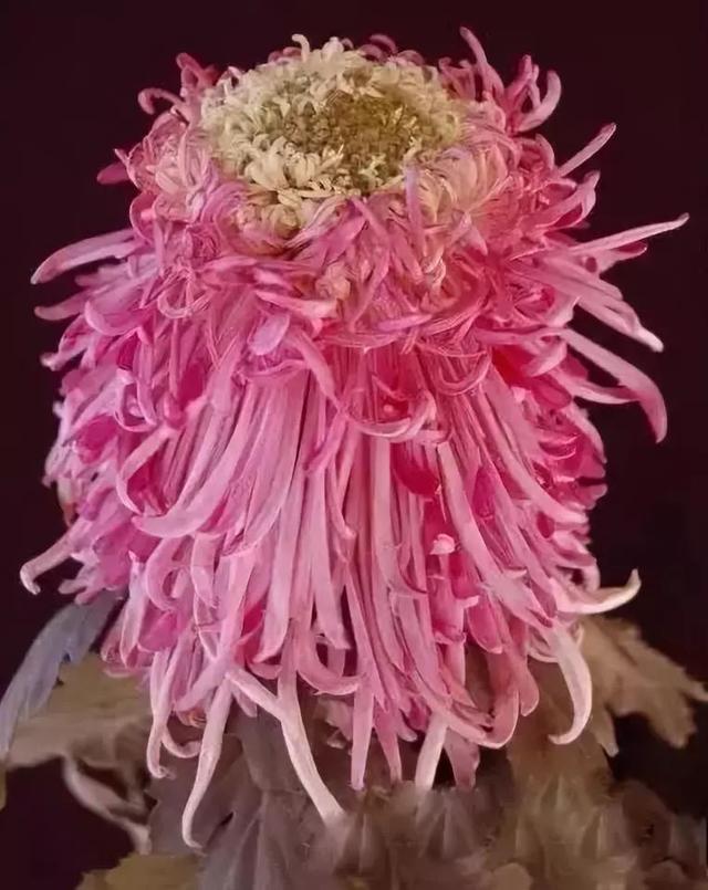 世界最美菊花80种太美了，金秋十月赏菊花——世界最美菊花80种送给您