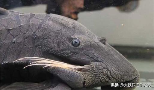 吸盘鱼（吸盘圆鳍鱼，这种垃圾鱼为何如此疯狂（观赏吸盘鱼）