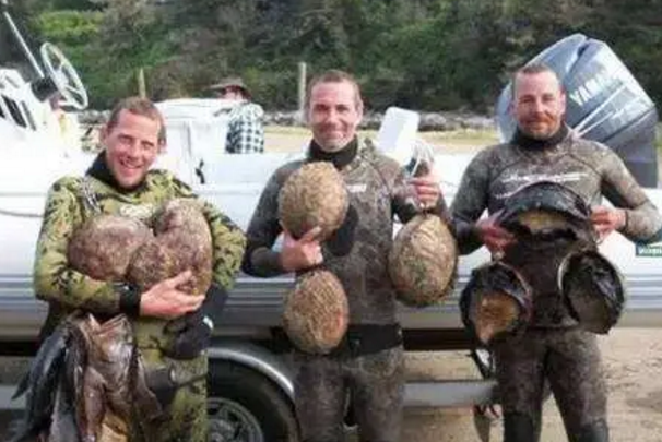 混血极品鲍鱼，纯野生鲍鱼（中国网友：快到盘里来）