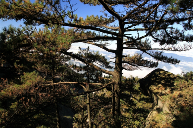 松树的特点是什么，春天松树的特点是什么（专业耐“极限”恶劣环境）