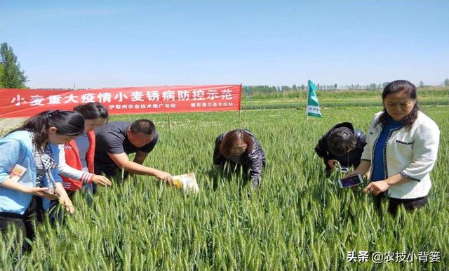 怎么处理残留麦种，小麦种子处理（小麦条锈病发病广、传播快、危害重）