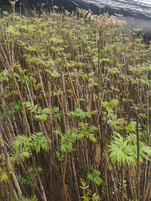 香椿种植，两种方法较常用（香椿种植海拔）