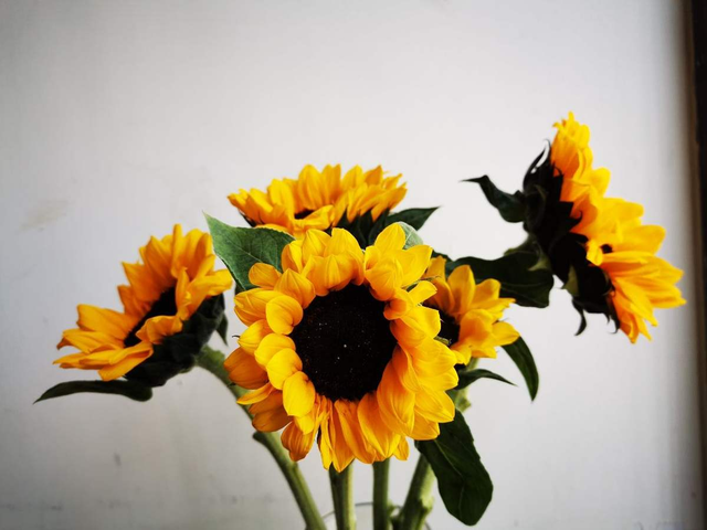 十二星座生辰花及花语，生辰花的花语（来看看你是哪个）