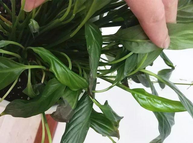 一帆风顺叶子下垂发软，一帆风顺叶子下垂发软发黄怎么办（这花天一冷就假死）