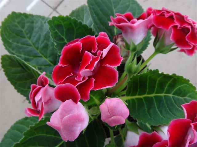 大岩桐如何养长得旺盛，大岩桐好不好养（如何养才能开花又多又鲜艳呢）