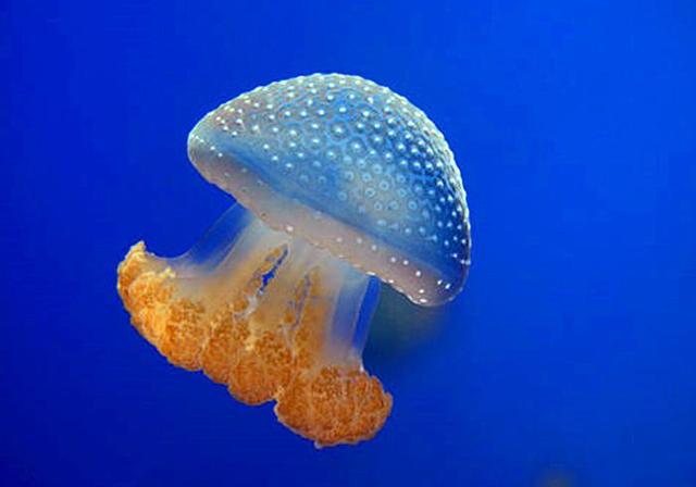 海蜇属于什么动物，水母和海蜇的区别竟如此之大