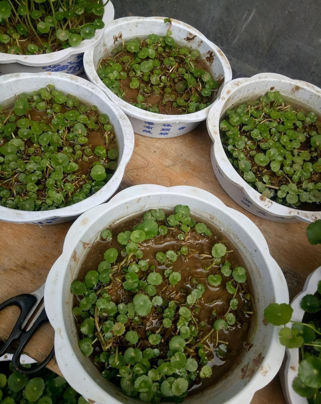 铜钱草，财源滚滚来你家（铜钱草的养殖方法和注意事项）