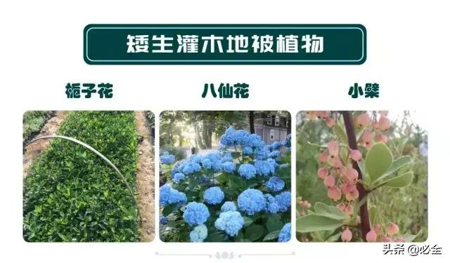 非洲茉莉，这些知识你是否具备（非洲茉莉花图片）