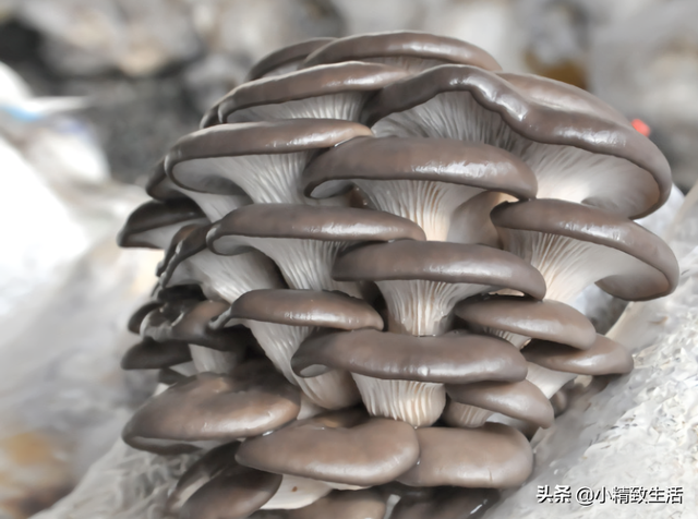 种植蘑菇菇方法，种植蘑菇菇方法有哪些（自己种的就是香）