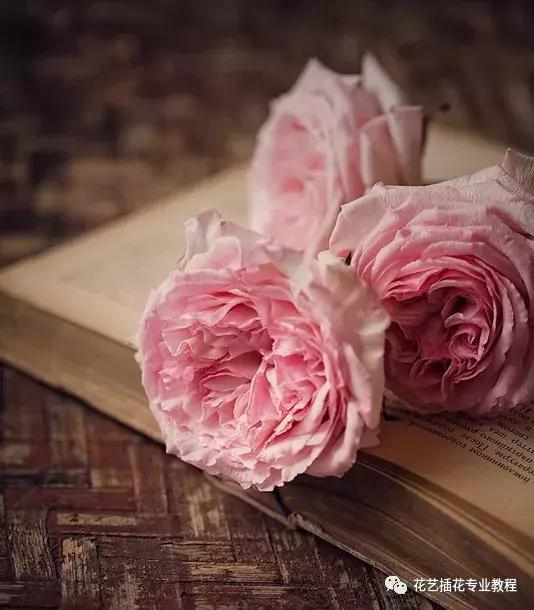 戴安娜玫瑰花语，戴安娜玫瑰（糖果雪山傻傻分不清楚）