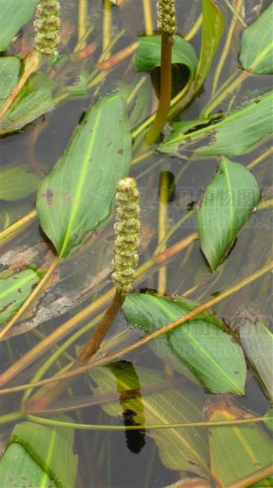 金什么火眼(眼子菜) - 百百科