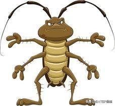 蟑螂有天敌吗，蟑螂怎么灭绝（大脑被控制，成为孵卵器）