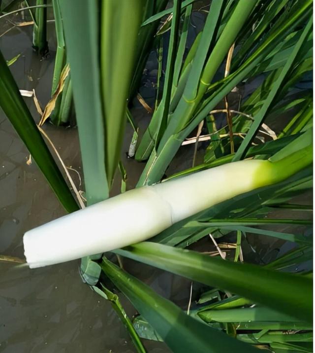 高笋和茭白有什么区别，茭白跟高笋是一种吗（湖南称它“高笋”）