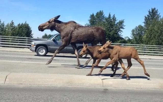 驼鹿是典型的什么动物 驼鹿主要分布在哪里呢，驼鹿是典型的什么动物（大兴安岭出现的大型野兽）
