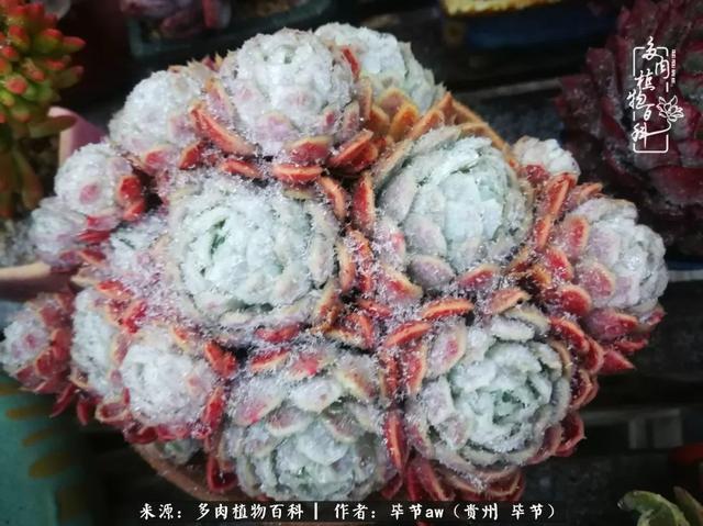 晴天橙子可爱头像微信，晴天橙子可爱头像（有多少次的会心一笑，全因多肉）