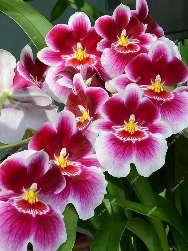 花景生多云讲什么，花景生（漫山遍野的鲜花，满眼春光）