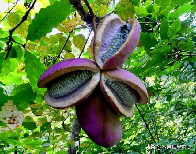 醋柳果的功效与作用，醋柳果的功效与作用及禁忌（国内有哪些小众特色水果）