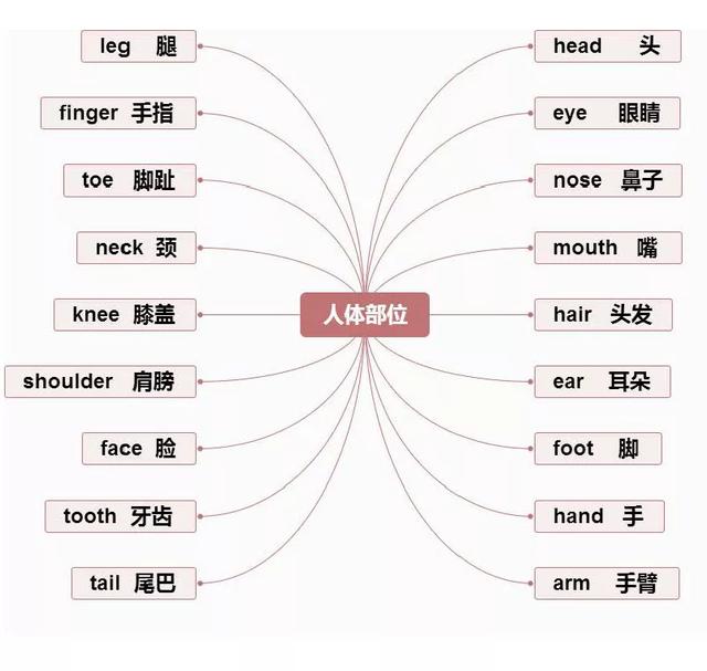英语思维导图怎么画,英语课文学习方法总结思维导图怎么画(英语重点知识思维导图汇总) 英语思维导图怎么画,英语课文学习方法总结思维导图怎么画(英语重点知识思维导图汇总)