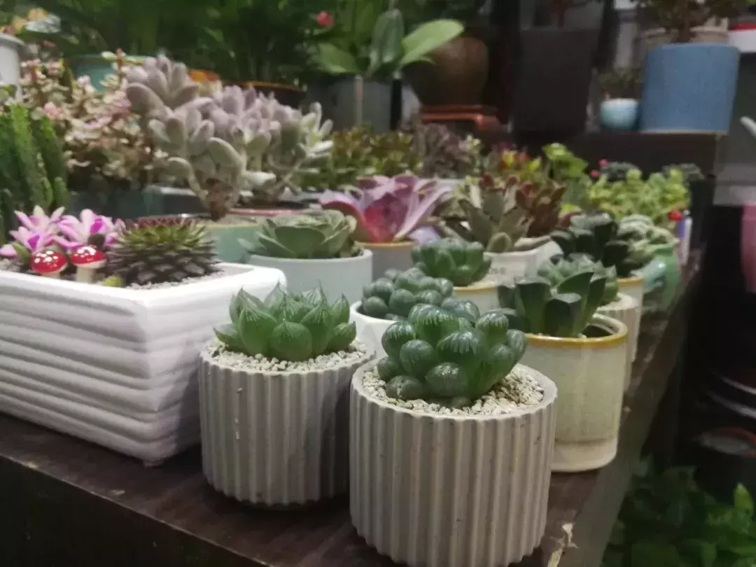 开花店挣钱吗(学花艺一般要多少钱学费)