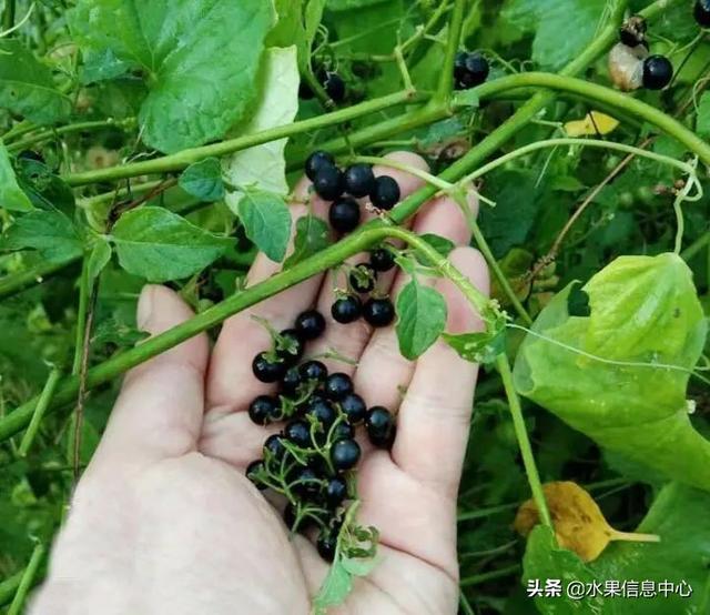 醋柳果的功效与作用，醋柳果的功效与作用及禁忌（国内有哪些小众特色水果）