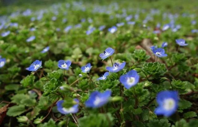 农村的野生植物大全，农村到处可见的野生植物