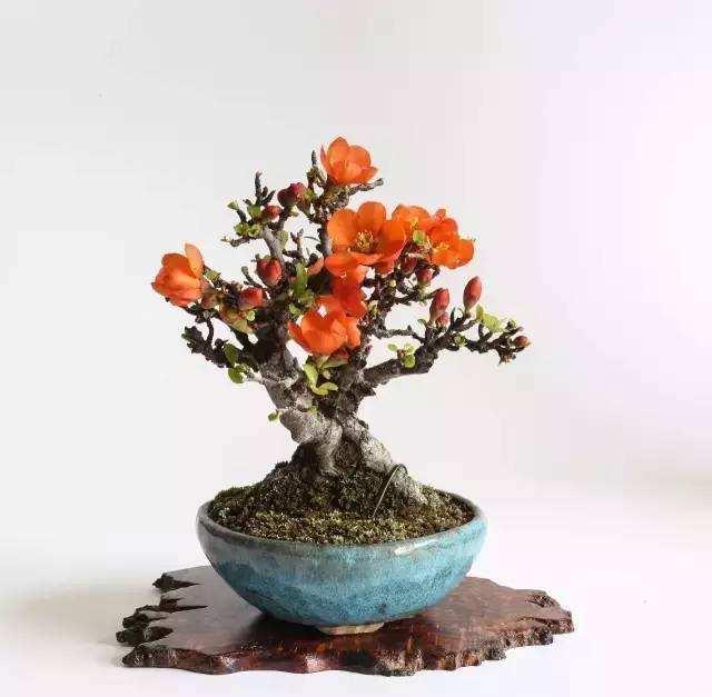 日本长寿梅的养殖方法和注意事项,养成盆景更有古朴苍劲之感_犇涌向乾