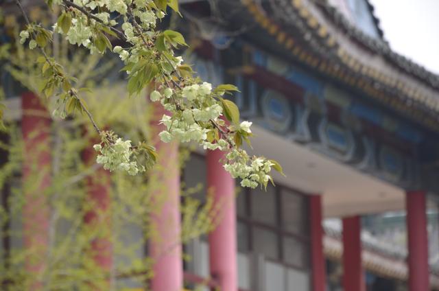 粉色樱花的花语是什么，红色樱花的花语是什么（惊喜！庄里的绿樱开花了）