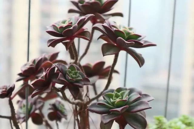 丸叶松绿怎么养，丸叶松绿的叶子可用来繁殖吗（养多肉，记名字，预防老年痴呆）