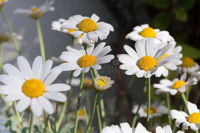 倾怎么组词，倾怎么组词倾斜的倾（心理咨询中的两大技术）