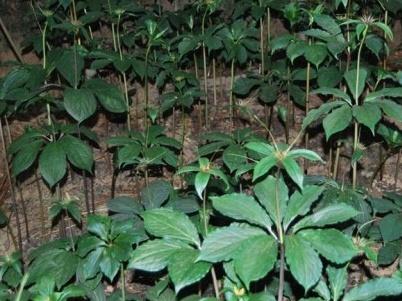 儿童手工折纸七叶花 简单的花朵折纸步骤图解，儿童手工折纸七叶花（七叶一枝花栽种技术）