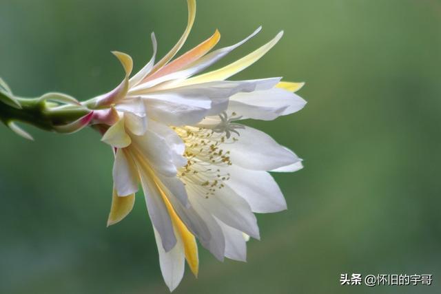 昙花的花蕊能吃吗，吃昙花的花蕊可以吃吗（南方农村的昙花很美）
