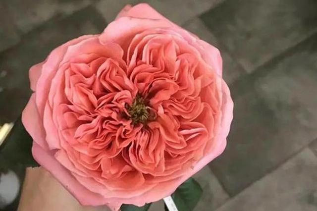 各种玫瑰花的含义，各色的玫瑰花有什么含意（一篇文章认全花店必备80种玫瑰花）