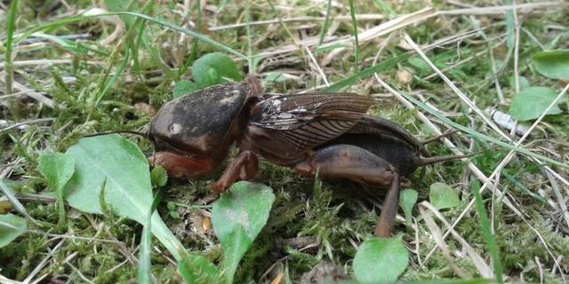 蝼蛄是什么动物，蝼蛄是益虫还是害虫（被人们称为“土狗子”）