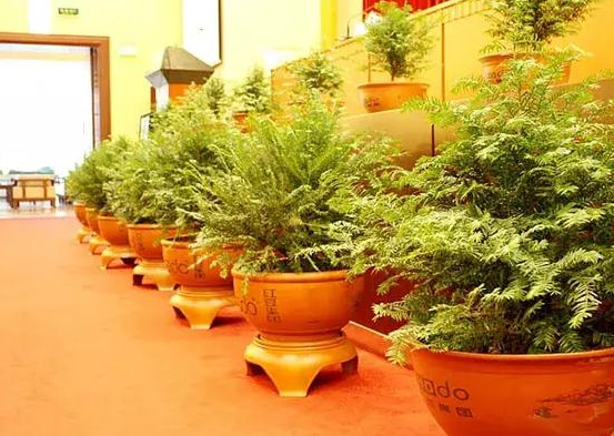 红豆杉盆景的作用，红豆杉盆景养护方法（迎入家中堪当镇宅盆景）