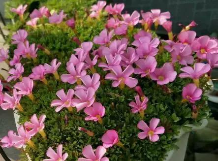 绿萝好养吗,绿萝怎样栽培(绿萝竟然排在倒数第1) 绿萝好养吗,绿萝怎样栽培(绿萝竟然排在倒数第1)