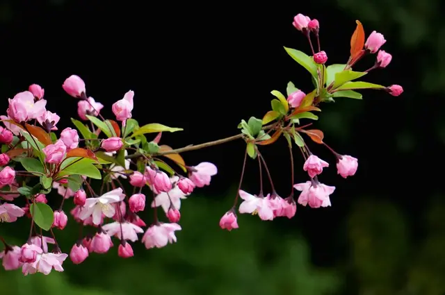 花诗歌，花之歌的作者是谁（50种花卉配50首古诗）