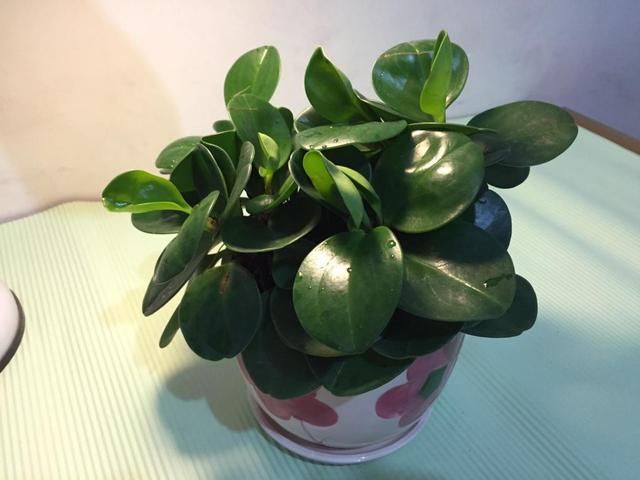 豆瓣绿的养殖方法和注意事项,豆瓣绿的养殖方法和注意事项是什么(掌握