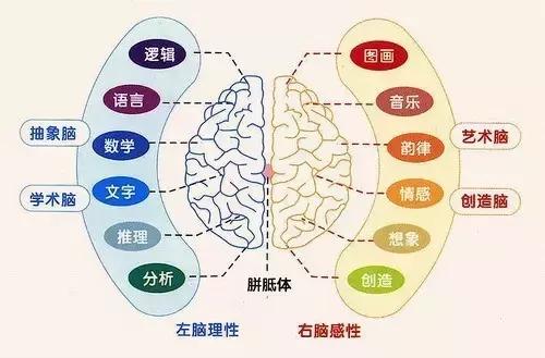 学之源右脑开发宝典，儿童右脑开发宝典（看完你就明白什么是全脑开发及全脑开发有什么好处了-学之源）