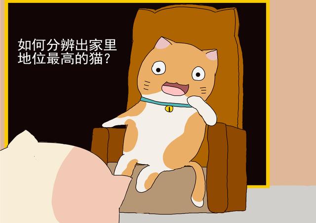 怎样才能看出猫在猫界是什么地位，铲屎官可以观察到猫的3个特点