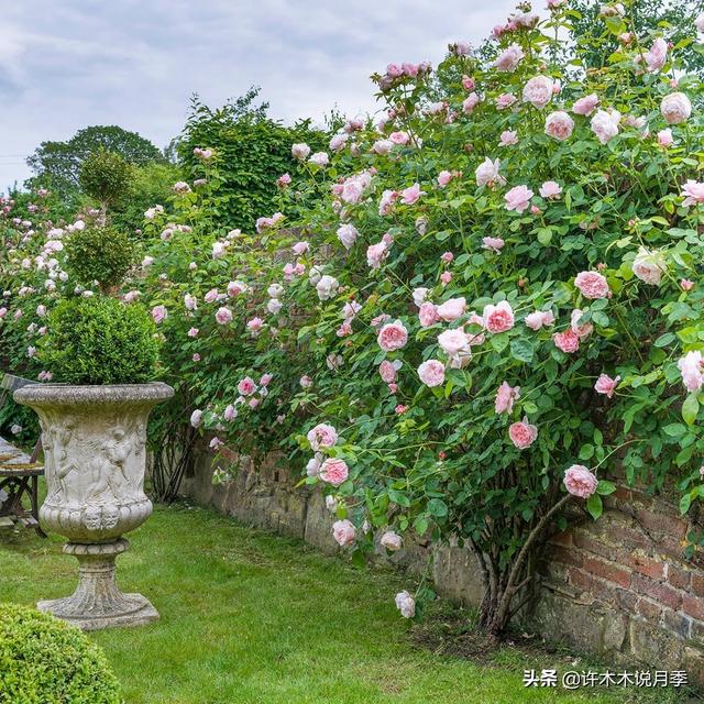 Thecastle.城堡网名，Thecastle.城堡（奥斯汀官方推荐月季品种）