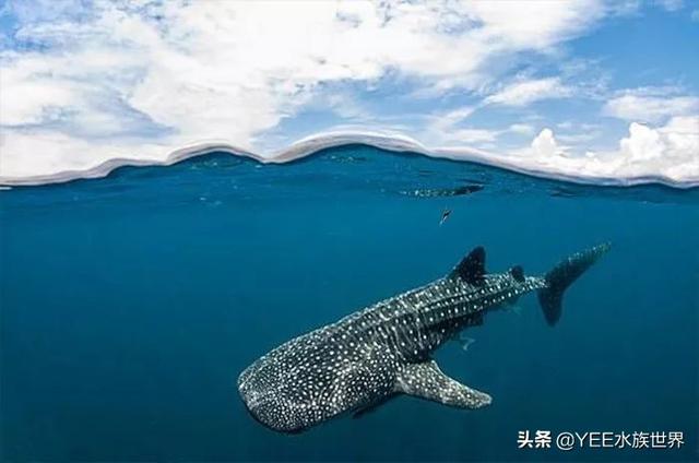 鲸鲨和虎鲸谁厉害，最大的鲸鲨到底有多大（在人类面前不堪一击）