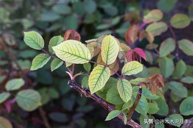 月季为什么不开花只长叶子，月季不开花只长叶子的原因处理方法（月季瘦弱、枝叶稀疏不开花怎么办）